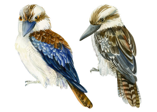 tropical kookaburra birds, kingfisher on a white isolated background, watercolor illustration, hand drawing