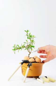 Remove extra buds from bonsai on a white background