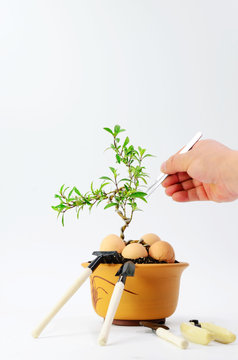 Remove extra buds from bonsai on a white background
