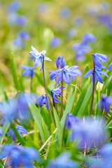 Wood Squill (Scilla siberica )