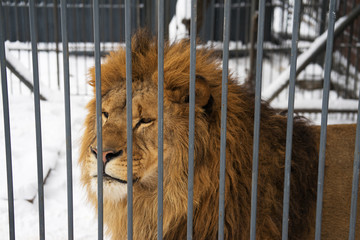 Lion in an open-air cage in a zoo in the winter on a background of snow. Head close up