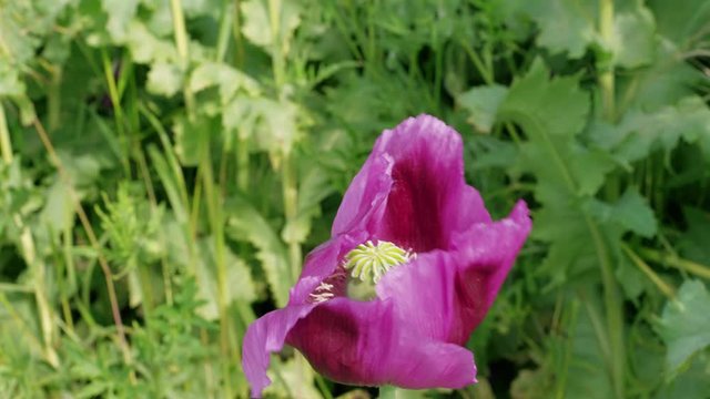 Purple poppy flower against green leaves in field at wind. Flowering breeding poppies meadow. Blooming Papaver somniferum with unripe poppyhead. Sleep, sedative, selection concept. Peace, death symbol