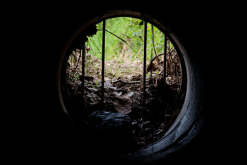Fototapeta na wymiar Túnel en el bosque
