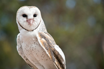 the barn owl has just eaten a rat and the tail is in its mouth