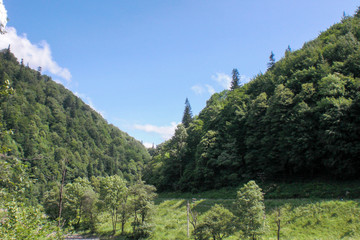 Spruce forest in the mountains and meadow