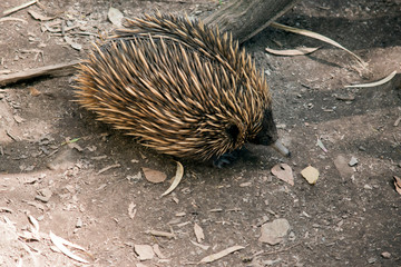 the quills on the short nosed echidna are his potection against preditors