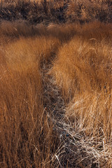 path in a field of dry tall grass