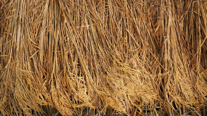 Paddy, also called rice paddy, small, level, flooded field used to cultivate rice in southern and eastern Asia.