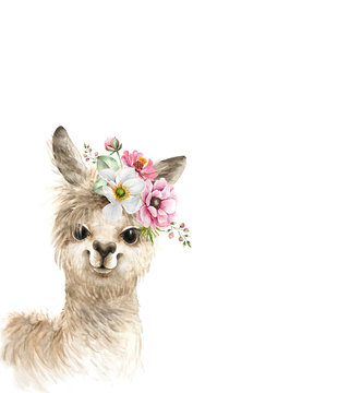 alpaca, llama cute animal with a bouquet of pink flowers on his head, watercolor illustration on white background