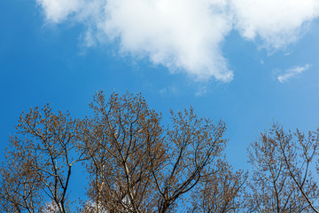 Aspen flowering branches with catkins, the general plan and a blue sky with white clouds.