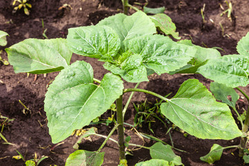Spring shoot of sunflower on the agro-field after rain, growing sunflower for oil extraction. Agriculture and oilseed cultivation.