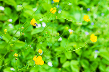 Floral background with yellow and blue meadow flowers. Little beetle collects pollen from yellow flower.