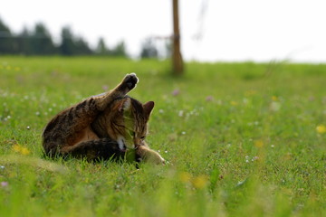 Waschtag. Getigerte Katze putzt sich auf einer Wiese