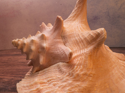 Conch Seashell