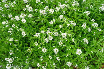 Obraz na płótnie Canvas A white flowers is called sweetscented bedstraw or sweet woodruff. Galium odoratum is a member Rubiaceae.