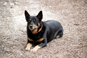 the kelpie is keeping watch over 2 emus