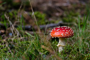 Autumn mushroom