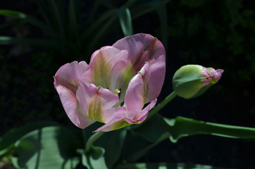 Top view of many vivid pink and green tulips in a garden in a sunny spring day, beautiful outdoor floral background photographed with soft focus