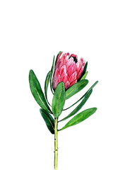 draw of African Protea
