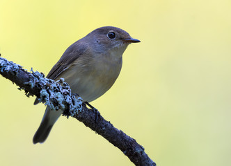 Female Red-breasted flycatcher (ficedula parva) simple posing on small twig with clean lighted background 