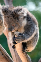 the joey koala is resting holding onto the  top of a tree branch