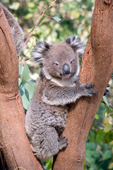 the young koala is resting in the fork of a tree