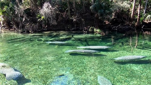 A single Manatee moving through the fresh water at Blue Springs State Park in central Florida. Camera following the animal.