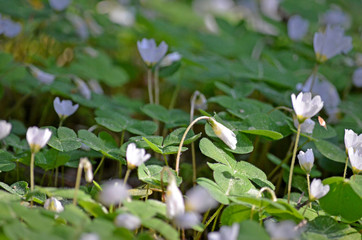 Anemone nemorosa is a perennial herb. Flowers in the forest of the European part of Russia.