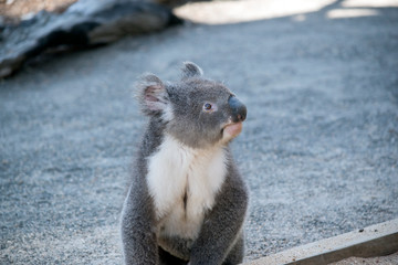 the Australian koala is resting on the ground