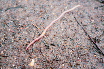 long earthworm on earth after rain close-up