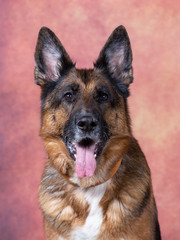 German shepherd dog portrait in a studio with colorful background.