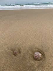 Little Jellyfish at the beach 