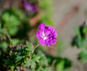 Fototapeta premium Vendée, France: Geranium livide or Geranium brown, Geranium phaeum, family of Geraniaceae.