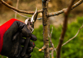 Care taking of tree -  a young girl cleaning trees in spring.