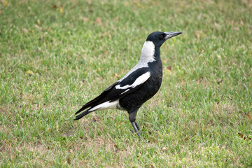 this is a side view of a magpie