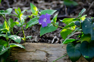 Vendée, France: Great periwinkle Vinca major