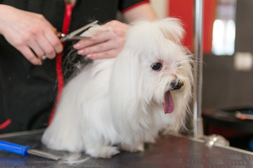 Professional care for the dog Maltese lap dog. Grooming the dog in the grooming salon.