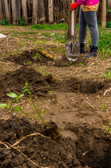 A young woman planting an  bilberry tree in the garden near the house