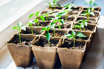 Pepper sprouts in pots on the windowsill, selective focus.	