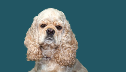 American Cocker Spaniel