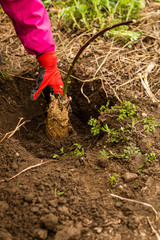 Fototapeta premium A young woman planting an bilberry tree in the garden near the house