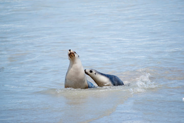 the sea lion and her pup are in the water