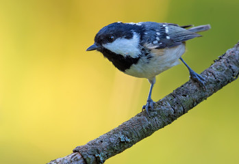 Shining Coal Tit (periparus ater) perched on simple little twig in colorful forest