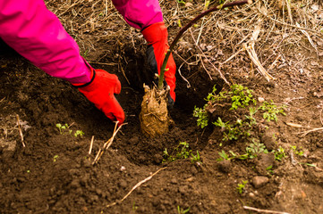 Fototapeta premium A young woman planting an bilberry tree in the garden near the house