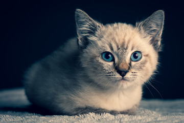 Fototapeta na wymiar Small grey kitten with blue eyes lay on a white fluffy blanket