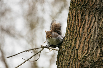 Fototapeta premium squirrel on tree