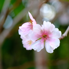 Beautiful cherry blossoms blooming in the garden