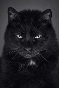 Grumpy face portrait of a black Turkish Angora cat facing camera