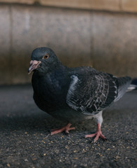 portrait of a pigeon 
