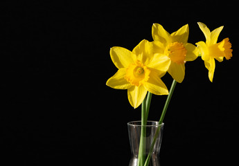 Yellow narcissus flowers bouquet in a glass vase on black background. Concept: women day, mothers day, easter. Isolated